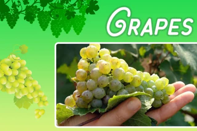 /var/www/html/rayvat_com/assets/images/fruit-day/Grapes_day/2 (4)